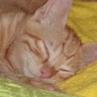 graziamusi's profile picture. 