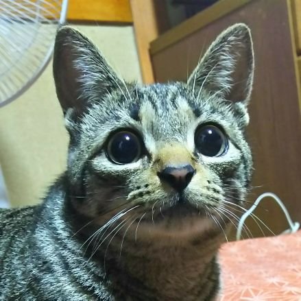 ジゼさんのプロフィール画像