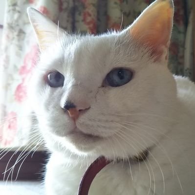 オインゴ どうしてもクリアできなかったg級砂の国の風物詩 エクリプスナイパーから冥砲エンヴァトーレに変えて スキルも見直して臨んだら一発クリアでけたぞ でも ジエンモーラン 体力多すぎ もうやらん 笑 モンスターハンター3g モンハン3g オインゴ どうしてもクリアできなかったg級砂の国の風物詩 エクリプスナイパーから冥砲エンヴァトーレに変えて スキルも見直して臨んだら一発クリアでけたぞ でも ジエンモーラン 体力多すぎ もうやらん 笑 モンスターハンター3g モンハン3g
