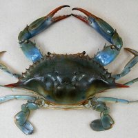 블루크랩 (@bluecrab_blues) 's Twitter Profile Photo 블루크랩 (@bluecrab_blues) 's Twitter Profile Photo