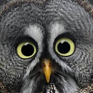 twinfieldlib's profile picture. 