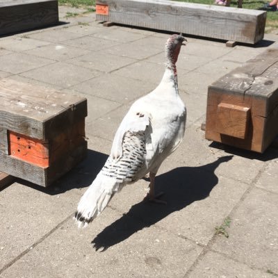 DouweLeguit's profile picture. Alle tweets op persoonlijke titel