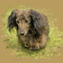 Elizabeth Sharp - @leonsharp - Twitter