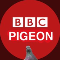 bbc pigeon (@bbcpigeon) 's Twitter Profile