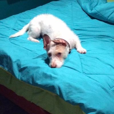 davidr_eva's profile picture. 