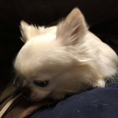 akichan0923's profile picture. 神社仏閣・御朱印・磐座・御神木・狛犬様・お犬様・お狐様・桜🌸・滝・城・お返事 遅くてごめんなさい´ `*