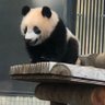 xiangmegu0612's profile picture. 