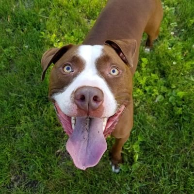 I'm Max, a Pit Bull Mix and I want to advocate for Pit Bulls because we're wonderful dogs! #endbsl #adoptdontshop 

#RIP 6/2/14 - 5/25/23