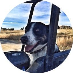 MackDog. Age: 3+ Loves: Country air. Hobbies: Politics, chasing stuff & hanging with @tonyhwindsor