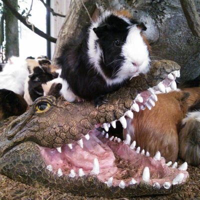 好きなもの:動物園、水族館、新選組、
ソニック・ザ・ヘッジホッグ(CV:金丸淳一)、VALSHE、わちふぃーるど、