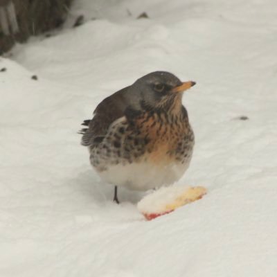 crosby_gillian's profile picture. 