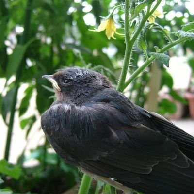 ツバメちゃん♪ (@CBR1100XXSC35) / Posts / X