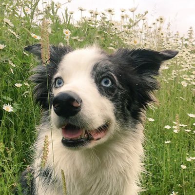 Border Collie reporting on curiosities of living with two humans and a German Wirehaired Pointer.