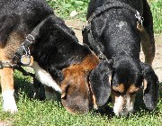 TenFeet2Hands's profile picture. “Two feet move your body: Four feet move your soul.” Anonymous   My Hounds are my tether to sanity!