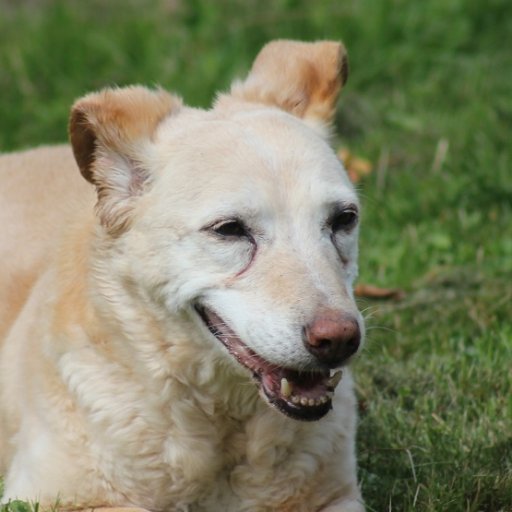 Jonas31inSweden's profile picture. scifi fan and dog lover