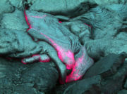 boneythesteve's profile picture. 