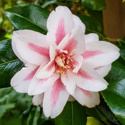 Pauline π·π§³ Profile