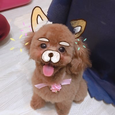 2017.11.3産まれ🐕女の子🎀1300g🐕ねむちゃんです 元気いっぱいの女の子🤗ぜひわんこ飼ってる人仲良くしてください♡♡