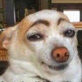 stopfakeoutrage's profile picture. My dog got so worked up about a particular dog making all dogs look like idiots by yelling the R word haphazardly that he has to call that dog on his BS.