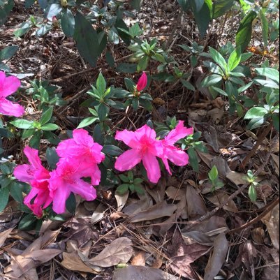 littlelady19881's profile picture. 