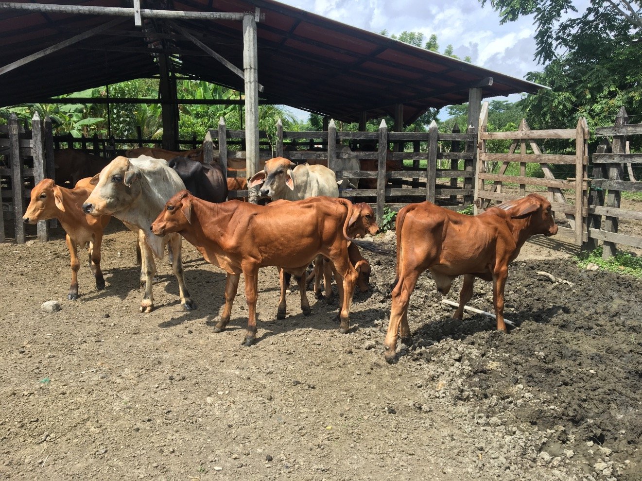 Ingeniero Civil, https://t.co/new3hqluaOólica de Colombia, casado, de Monteria,
Conservador Uribista.