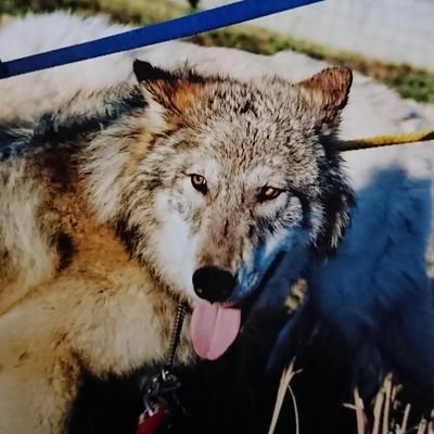 clow_wolf's profile picture. 色々なRTや狼以外でも呟きます。♪こちらはゆる～〜く自由アカウント。