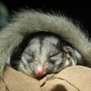 Supporter of @LeadbeatersPoss & the @GreatForestNP (just 60km from Melbourne) #SaveLeadie #TeamGFNP #GFNP #TreeHugger