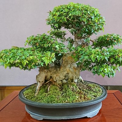 日本盆栽協会 吹田支部 先日まで花を咲かせていたクチナシもすっきり 高さはセンチ程度です 切り落とした枝は挿し木に使えます 盆栽 葉刈り 雑木 芽摘み クチナシ くちなし 日本盆栽協会 吹田支部 先日まで花を咲かせていたクチナシもすっきり 高さはセンチ程度です 切り落とした枝は挿し木に使えます 盆栽 葉刈り 雑木 芽摘み クチナシ くちなし