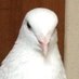 Pirka Cikappo (@siropirka9981) Twitter profile photo Pirka Cikappo (@siropirka9981) Twitter profile photo