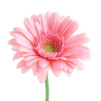 REHABilitating for Body & Mind🌸Aromatherapy for the Mind🌸Holistic Health, Lifestyle & Mindful Inspiration🌸Essential Oil Chitter Chatter🌸