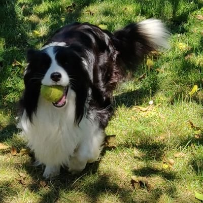 luc_de_kerf's profile picture. Gemeenteraadslid voor N-VA fractie.
Lijsttrekker 2018.