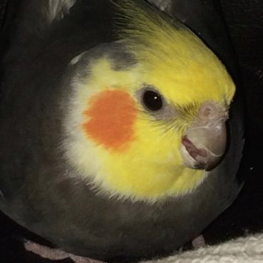 Christine_W0's profile picture. Elec. Eng.(HONS) Currently studying Batch Comp. Sci./LLB   Woman in #STEM: list=#block: DM=#block  #Left leaning, but mostly a lover of #Truth! 
45 #NotMyPrez