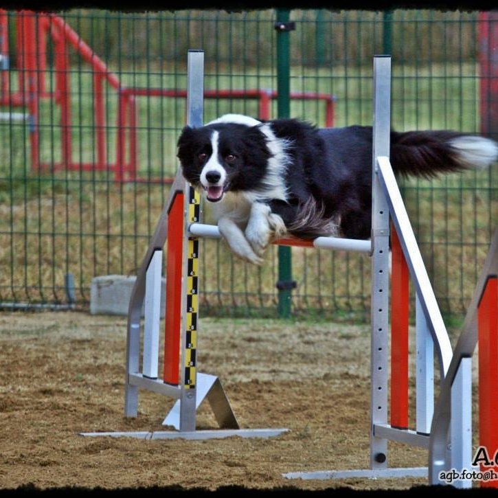 Ebmc10's profile picture. Anticaza y antitaurino. Me he dedicado al Derecho, pero mi pasión son los perros, de quienes he aprendido que son los seres más fiables en quien confiar.