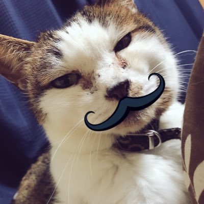 はちもさんのプロフィール画像