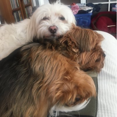 scrummybakes's profile picture. mum to 4!!!!! I must be mad!