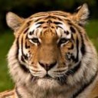 FestusIntermediateSchool (@fisprincipal) 's Twitter Profile