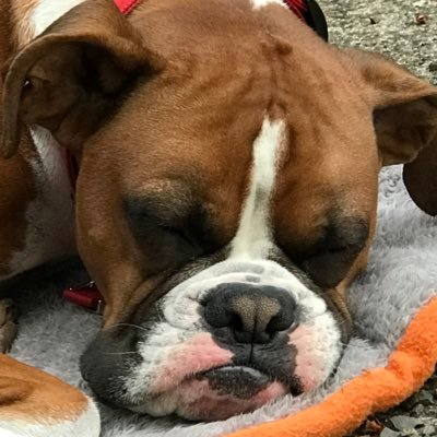 Life is only what you make it. Life is better with a boxer.