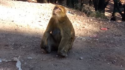 Crack26419863's profile picture. Le singe est un animale ! the singe is an animal ?