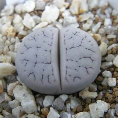 rosario_bianco's profile picture. シボラー＆フイラーで、メセン類をメインに植物を日々試行錯誤しながら育てています。種苗メーカーのカタログを見て、新品種をチェックするのが好きです。