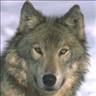 th3wildwolf's profile picture. Security Researcher