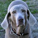 Marcia McDaniel - @Moohoopuppy - Twitter