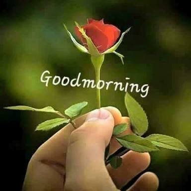 Love is laif