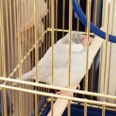 ごましお太郎 2018年4月下旬〜5月生まれのシルバー文鳥(女の子)と、さとうきび右衛門 白文鳥 2018年9月中旬生まれ(女の子)と、ペンざぶろう クリームイノ 2019年4月生まれ(男の子)。エトちゃん アキクサローズ 2024年8月18日生まれ(男の子)※中の人は馬骨