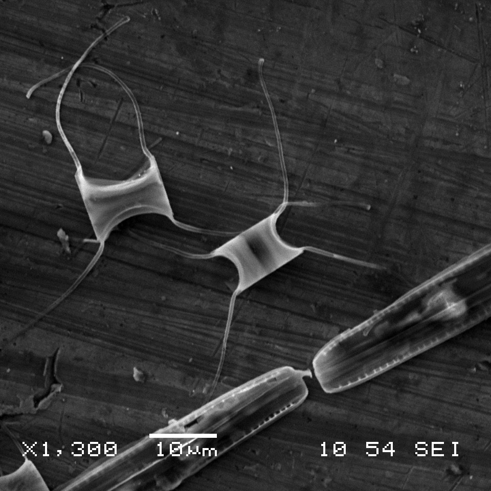 CAO_DiatomARCTIC Profile