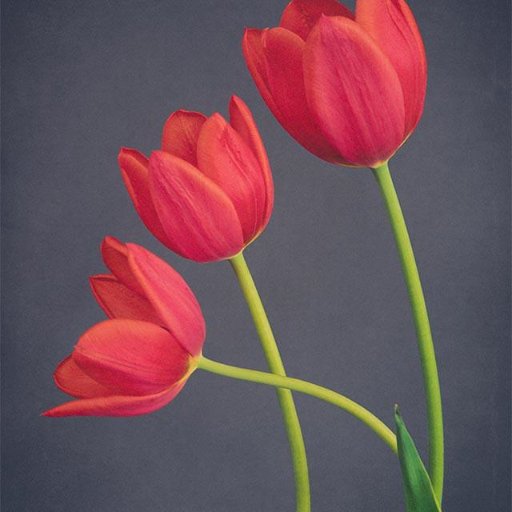 tuliphodler's profile picture. 