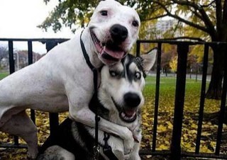 jyakoyakko's profile picture. 