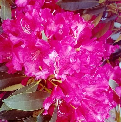 782sara_'s profile picture. 🍕📚🍫🛍🌱