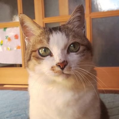 Hanazou 獣医さん含め 猫エイズ持ちの口内炎で効果がある かも と教えて頂いた内容 L リジン マヌカハニー きえ る デンタルバイオ ラクトフェリン プロポリス アンチノール メニニャン クマささエキス 抜歯手術 類似商品あり いつか誰かの役に立ち