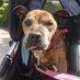 the grey muzzle canine hospice project (@greycanine) Twitter profile photo the grey muzzle canine hospice project (@greycanine) Twitter profile photo