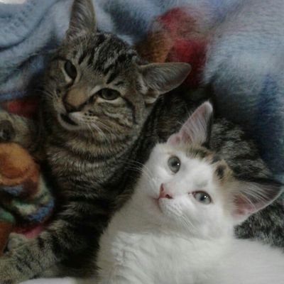 LuisAgu56232804's profile picture. Amo a mi familia y a mis 5 mascotas, amo a mi país y a la naturaleza y la cuido, no al comunismo ni socialismo, no me gusta el fútbol